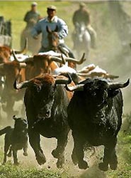 El mundo del toro, como actividad complementaria a las reuniones.