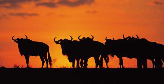 Kenia pone en marcha un plan para reactivar la demanda tur&iacute;stica que incluye rebajas de impuestos y tasas