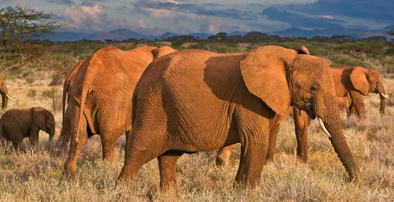 El desarrollo del Turismo en &Aacute;frica, seriamente amenazado por la caza furtiva y el comercio il&iacute;cito de especies silvestres
