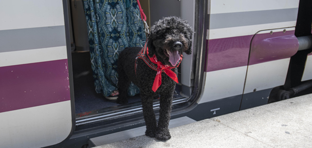 Renfe prolonga la prueba piloto para viajar con perros de hasta 40 kilos en algunas líneas de AVE