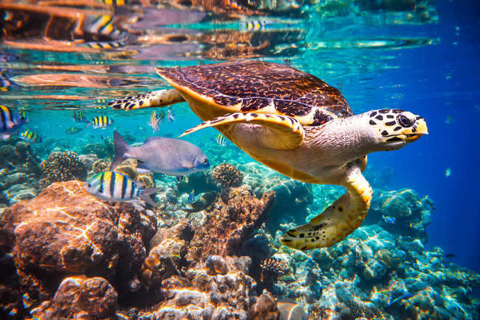 Cinco iniciativas de Los Cabos para preservar el medioambiente