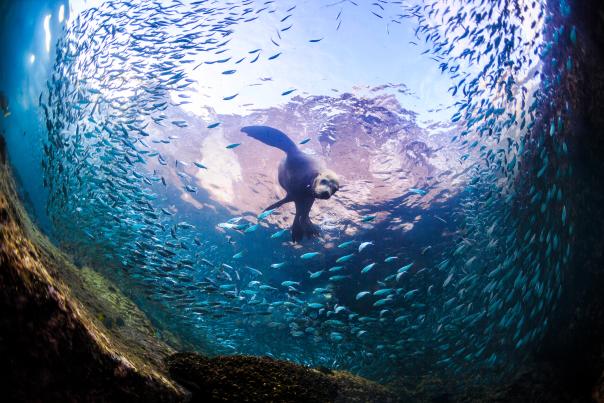 Experiencias para conocer en detalle la vida marina de Los Cabos