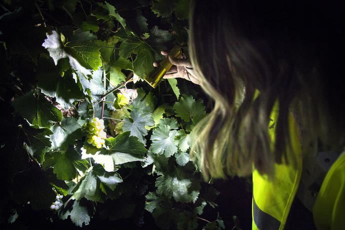El enoturismo dejará más de 3,5 millones de euros en la Ruta del Vino de Rueda