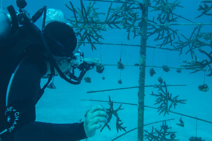 Grupo Iberostar celebra el ‘Día de los Oceanos’