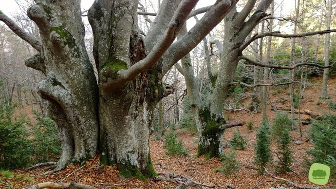 El Dolce Sitges sigue protegiendo bosques