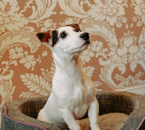 Relais &amp; Châteaux Orfila ofrece servicios especializados para perros 