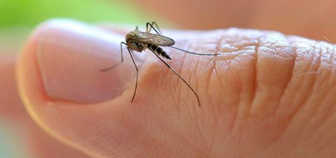 Los seguros son clave: España registra hasta 850 casos anuales de malaria
