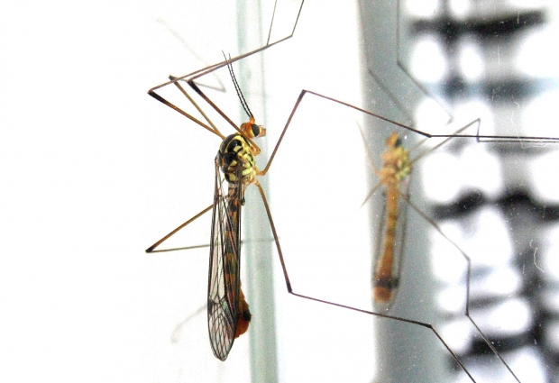 La OMS, contra las restricciones a viajes por el virus Zika